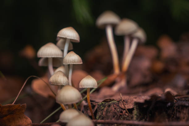 Are magic mushrooms beneficial? post thumbnail image