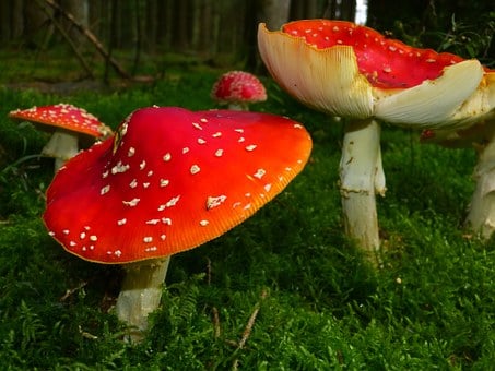 Magic Mushrooms: Guide on How to Use Magic Mushrooms? post thumbnail image
