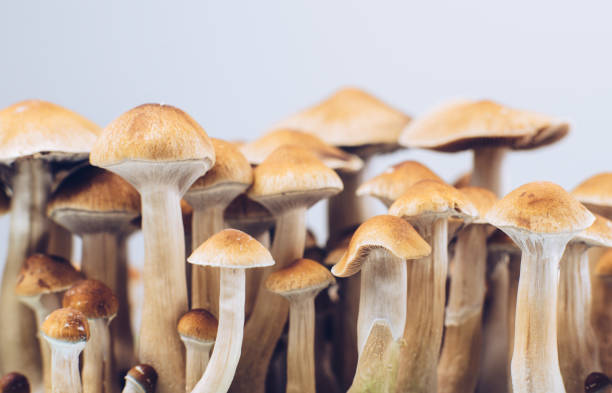 Psychedelic Mushrooms in Washington D.C.: Your Guide to the Local post thumbnail image