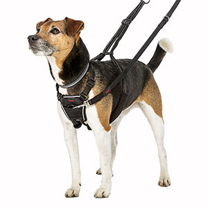 The Personalized No Pull Dog Harness Can Change Your Walks: How to Choose the Right One for You and Your Dog post thumbnail image