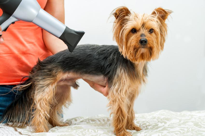 Does The Groomer Should Acquire Pet Blow Dryer? post thumbnail image
