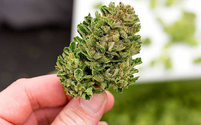 Buy Cannabis At Online Canada Dispensary post thumbnail image