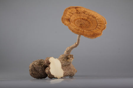 The Fascinating Mushroom with Many Uses: Lignosus post thumbnail image