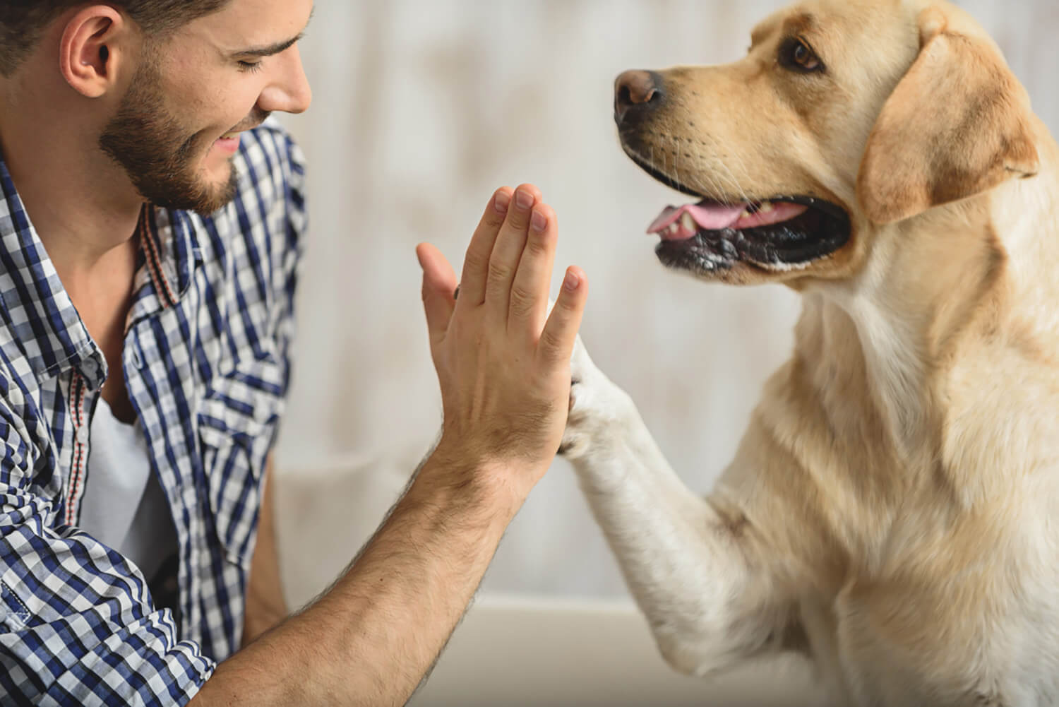 Dog-Friendly Apartments Near You: Tips to Finding the Perfect Place for Your Furry Friend post thumbnail image