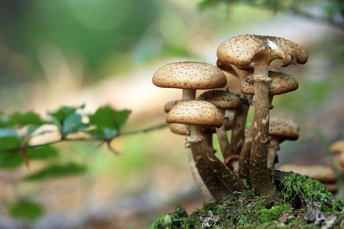 What Are Magic Mushrooms? post thumbnail image