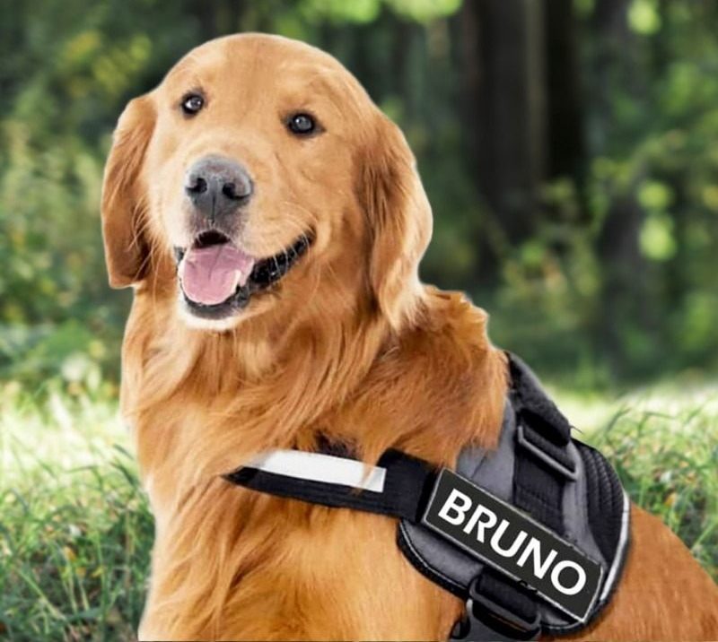 It is actually time to give your furry friend a suitable gift, and what a lot better than getting a No move canine harness? post thumbnail image