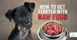 Raw Dog Food with which you may improve the diet regime of your own furry buddy post thumbnail image