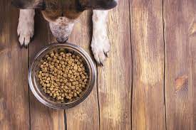 The Benefits of Multivitamins for Dogs post thumbnail image