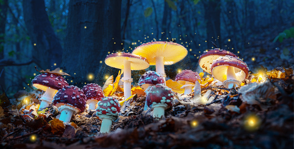 Exploring Magic in the Great White North – Magic Mushrooms in Canada post thumbnail image