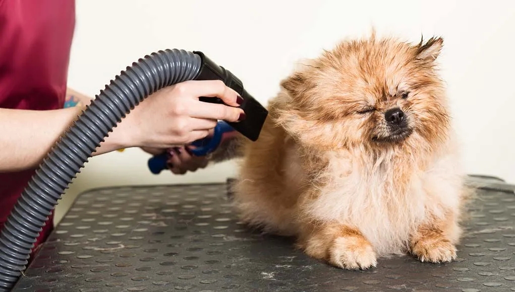 Know why it can be so necessary to experience a dog blow dryer in your recording studio post thumbnail image