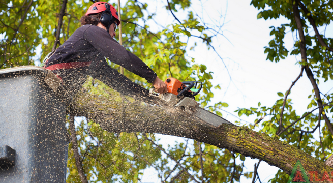 The Risks of DIY Tree Removal post thumbnail image