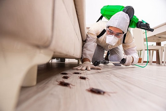 Tackling Pest Infestations: The Expert Approach to Pest Control post thumbnail image