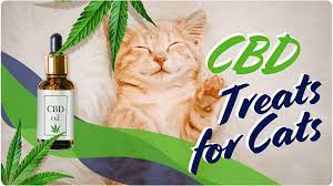 CBD for Cats: The Blissful Treat Your Cat Deserves post thumbnail image