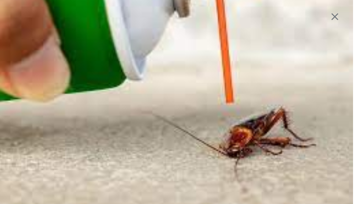 The Necessity of Standard Specialist Pest Extermination Providers post thumbnail image