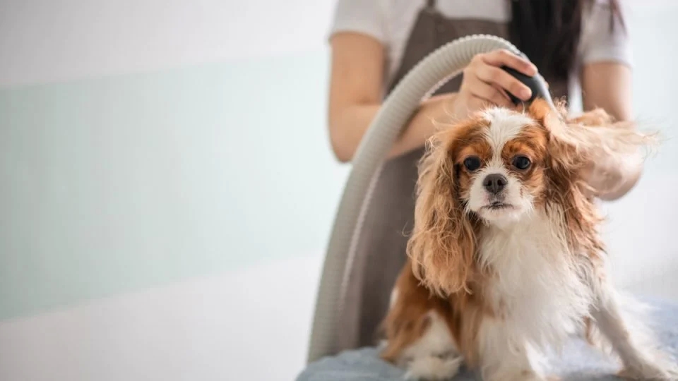 Top-Rated Dog Hair Dryers: Keeping Your Pet Dry and Happy post thumbnail image